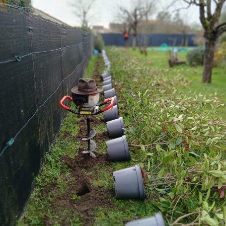Plantation de haie de photinia