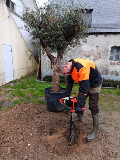 Plantation d'un olivier